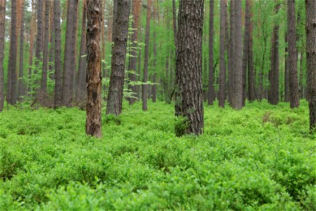 Wald nördlich von Behrensbrück in Kremmen am 10. Mai 2020. photo