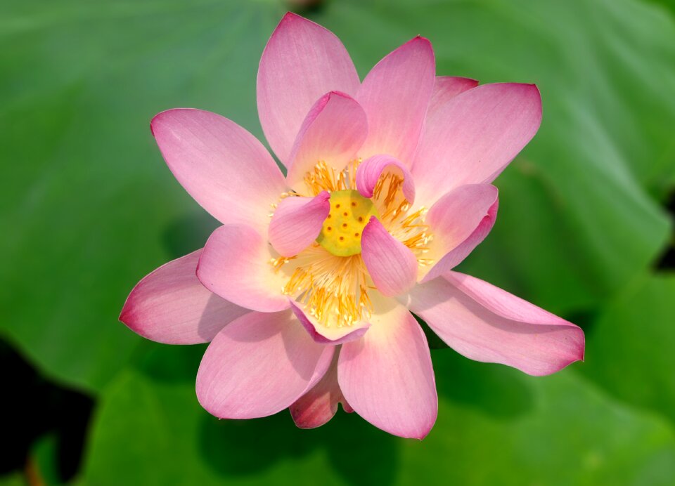 Flowers aquatic plants beautiful