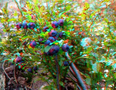 Anaglyph of bilberry photo