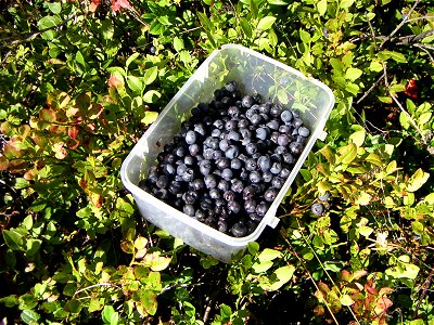 Collection of bilberries in the forest. photo
