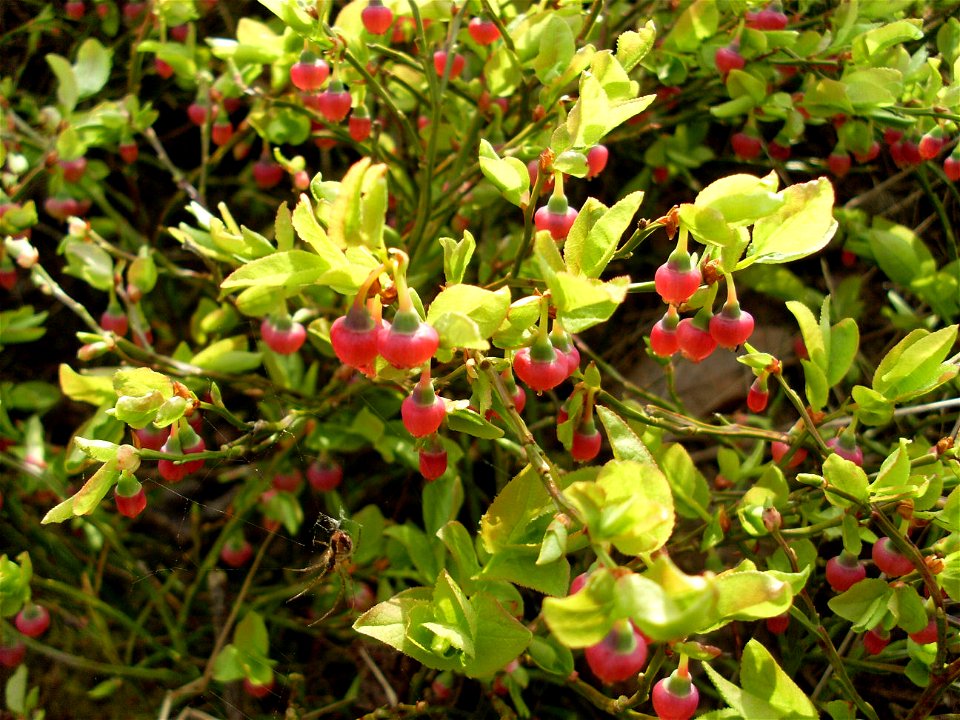 Vaccinium myrtillus