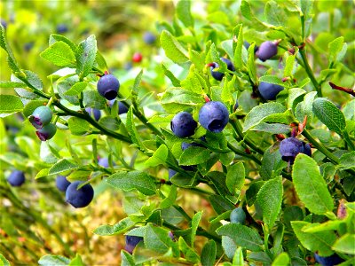 common bilberry (Vaccinium myrtillus)