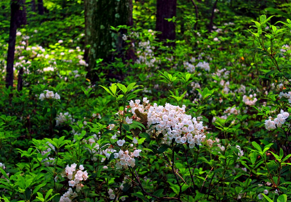 Pink and white mountain laurel (Kalmia latifolia) along the Elk Knob Trail, Loyalsock State Forest, Lycoming County.
Noted on the state forest map, the trail extends from Brown Road to the summit of E