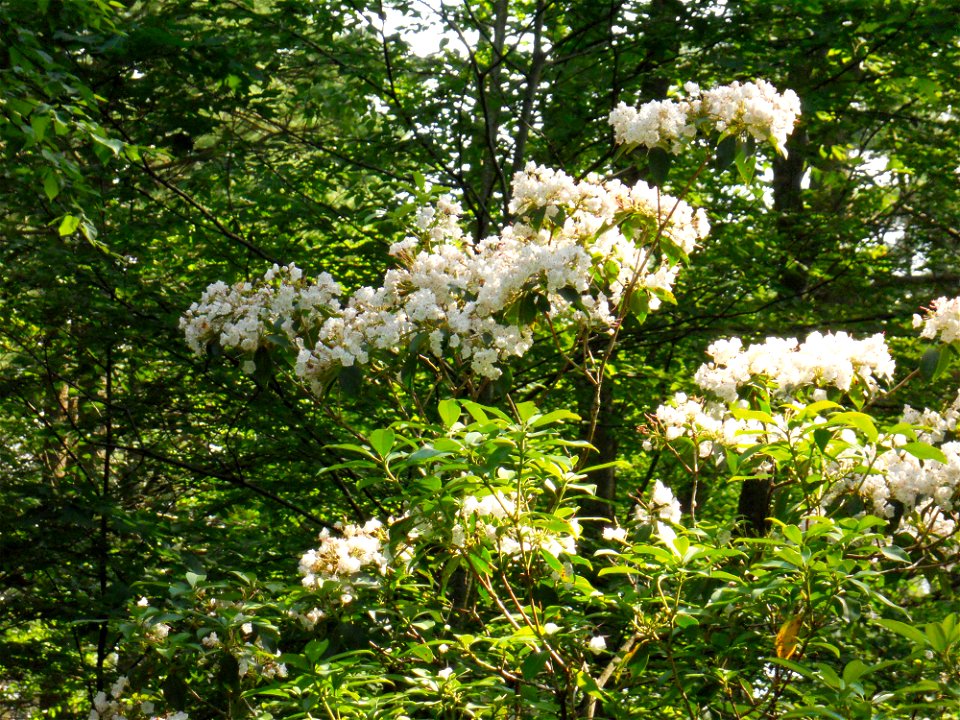 Kalmia thicket, Maudslay State Park, Newburyport MA.