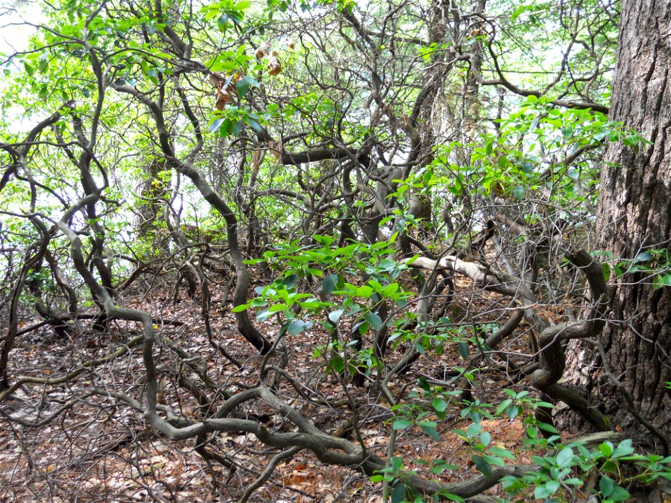 Kalimia latifolia thicket, Maudslay State Park, Newburyport, MA, right bank of Merrimack River