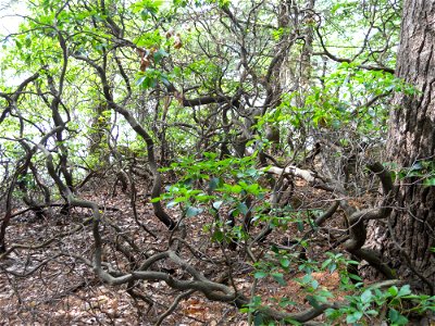 Kalimia latifolia thicket, Maudslay State Park, Newburyport, MA, right bank of Merrimack River