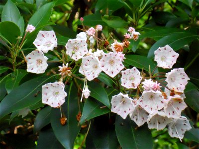 Kalmia latifolia, Maudslay State Park, Newburyport, MA, June blossoms, thicket on right bank of Merrimack River