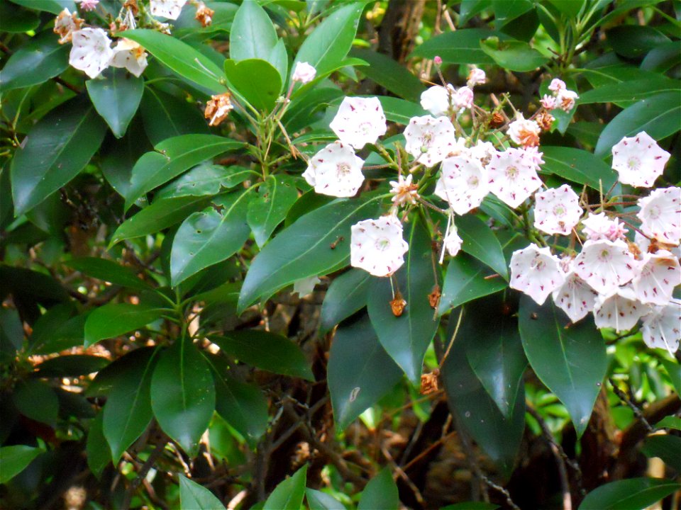 Kalmia latifolia, Maudslay State Park, Newburyport, MA, June blossoms, thicket on right bank of Merrimack River