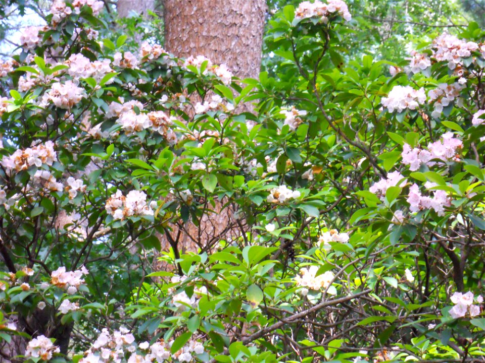 Kalmia thicket on he bank of the river. The pine in the background has a yellowish tint, but it is Pinus strobus.