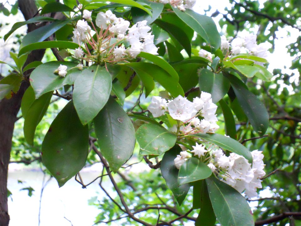 Kalmia latifolia, Maudslay State Park, Newburyport, Massachusetts. Grows on the steep right bank of the Merrimack River at the foot of a climax-growth white pine forest. The combination survives from 