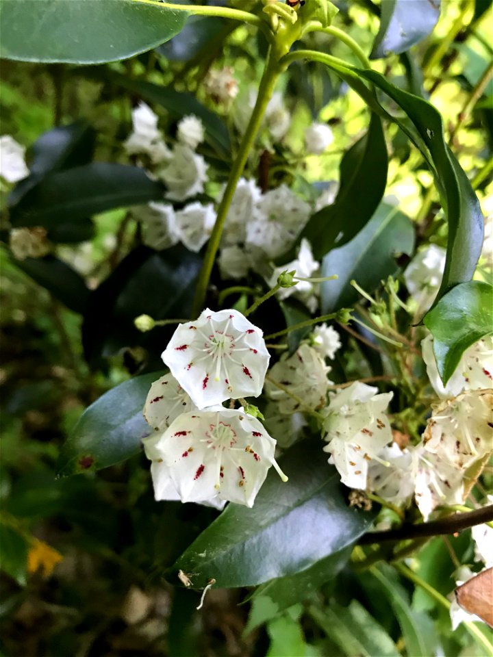 Kalmia latifolia, commonly called mountain laurel,[3] calico-bush,[3] or spoonwood,[3] is a broadleaved evergreen shrub in the heather family, Ericaceae, that is native to the eastern United States.