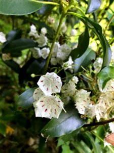 Kalmia latifolia, commonly called mountain laurel,[3] calico-bush,[3] or spoonwood,[3] is a broadleaved evergreen shrub in the heather family, Ericaceae, that is native to the eastern United States.