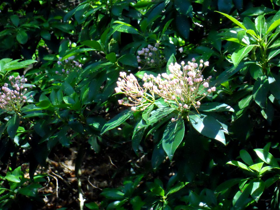Kalmia Latifolia just beginning to blossom, late May, Maudslay State Park, Newburyport, Massachusetts.
