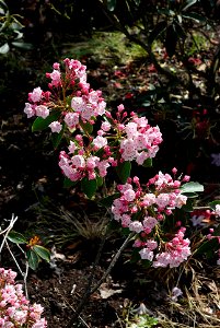 Mountain-laurel, Spoonwood