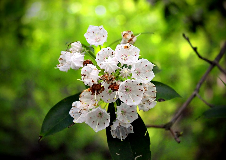 White mountain laurel (Kalmia latifolia) along the Plainfield Township Recreation Trail, Northampton County.

I've licensed this photo as Creative Commons Zero (CC0) for release into the public domain