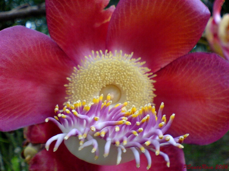 Jardim Botânico do Rio de Janeiro - Fevereiro de 2006

Descrição
Flor de Abricó de Macaco - Couroupita guianensis - Foto tirada no Jardim Botânico do Rio de Janeiro/Brasil com Sony Ericsson k750i expo