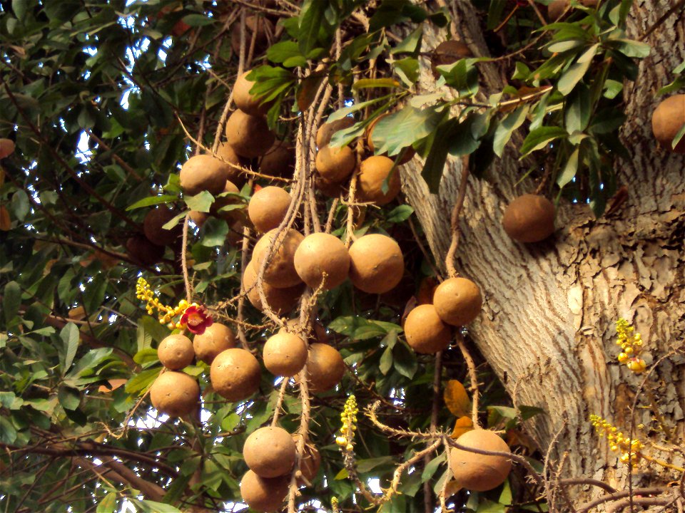 Ball-like fruits of Couroupita guianensis seen at Thirumullaivoyal