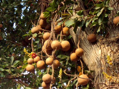 Ball-like fruits of Couroupita guianensis seen at Thirumullaivoyal