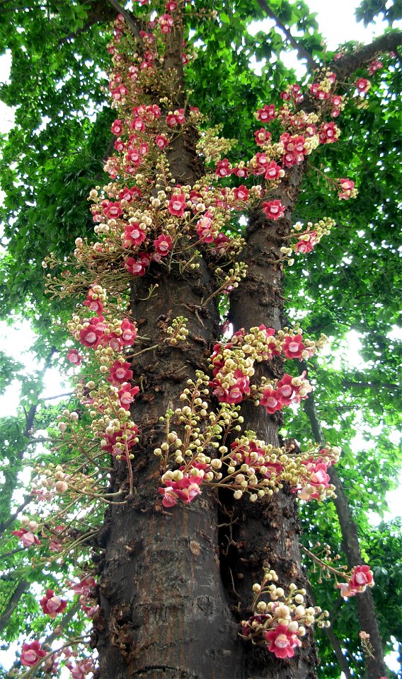 Canon ball tree, Couroupita guianensis (flowers) in Rio de Janeiro, Brazil. In front of the Imperial palace, corner of Rua da Assembleia