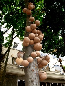 Canon ball tree, Couroupita guianensis (fruits) in Rio de Janeiro, Brazil. In front of the Imperial palace, corner of Rua da Assembleia.