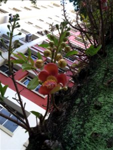 Couroupita guianensis in Singapore