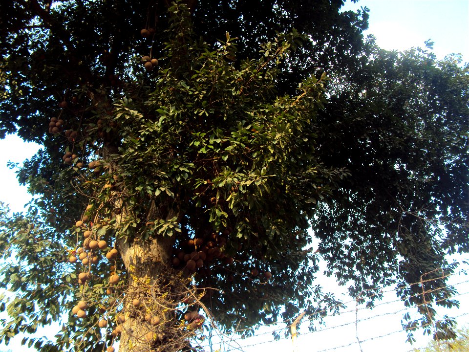 Couroupita guianensis tree at Thirumullaivoyal.