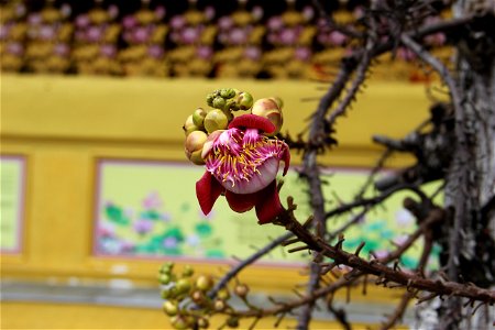 Hình tự chụp bằng máy ảnh kỹ thuật số về một nụ hoa tại Khu du lịch Đại Nam