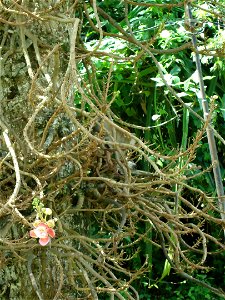 Penang Botanic Gardens