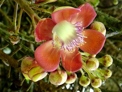 Penang Botanic Gardens