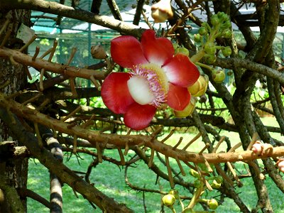 Penang Botanic Gardens