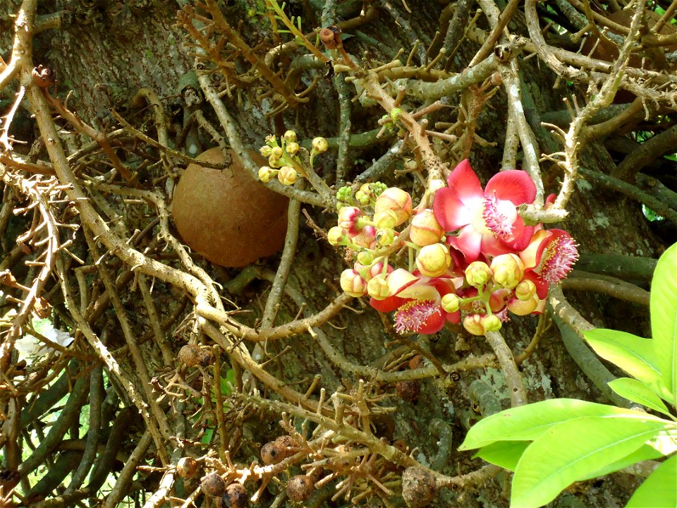 Penang Botanic Gardens