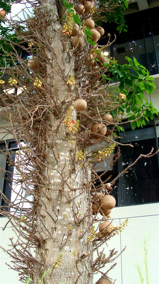 Cannonball tree and fruits
