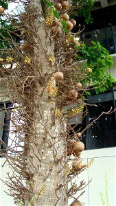 Cannonball tree and fruits