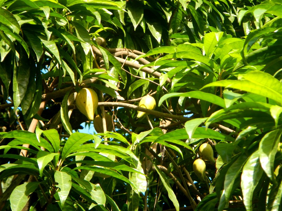 Tiesa (Pouteria campechiana, Philippines) Pouteria campechiana Canistel Sapotaceae Tiesa Pouteria campechiana (Kunth) Baehni Egg Fruit Lucuma photos taken in Barangay Concepcion  14°57'7"N 120°53'39"E