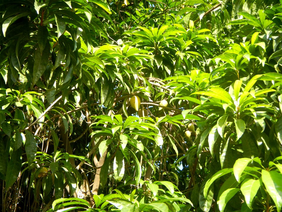 Tiesa (Pouteria campechiana, Philippines) Pouteria campechiana Canistel Sapotaceae Tiesa Pouteria campechiana (Kunth) Baehni Egg Fruit Lucuma photos taken in Barangay Concepcion  14°57'7"N 120°53'39"E