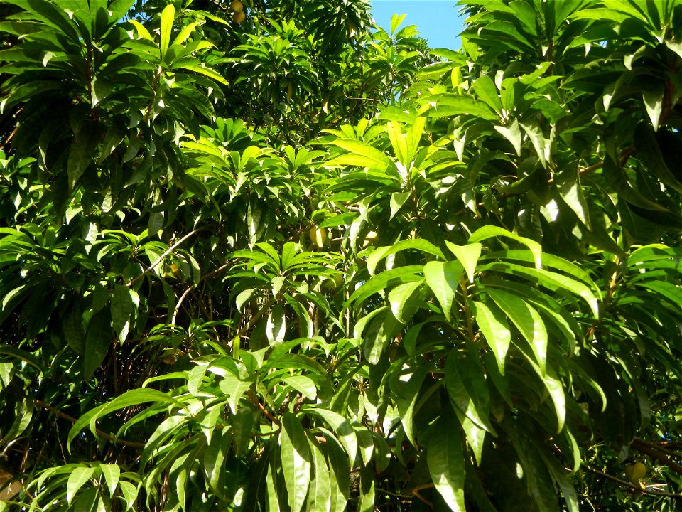 Tiesa (Pouteria campechiana, Philippines) Pouteria campechiana Canistel Sapotaceae Tiesa Pouteria campechiana (Kunth) Baehni Egg Fruit Lucuma photos taken in Barangay Concepcion  14°57'7"N 120°53'39"E