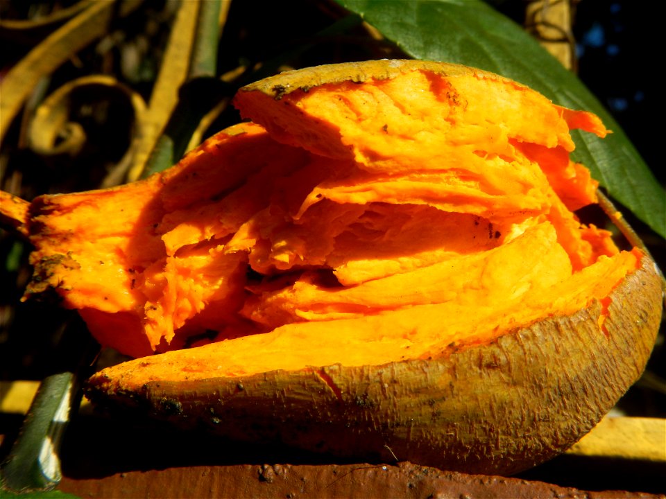 Tiesa (Pouteria campechiana, Philippines) Pouteria campechiana Canistel Sapotaceae Tiesa Pouteria campechiana (Kunth) Baehni Egg Fruit Lucuma photos taken in Barangay Concepcion  14°57'7"N 120°53'39"E