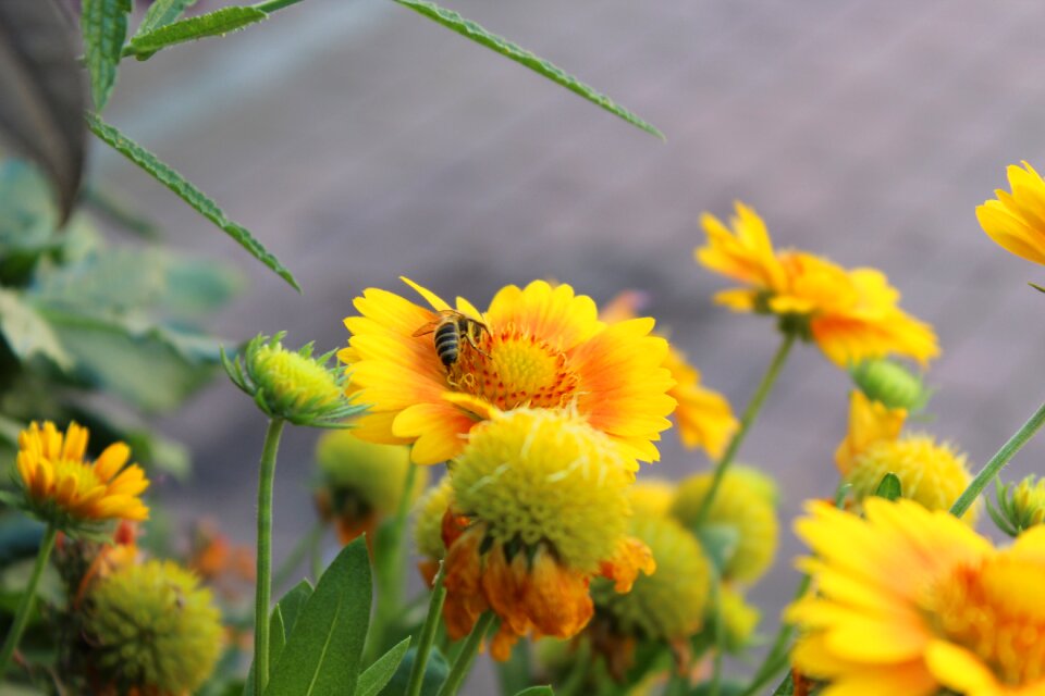 Nature insect nectar