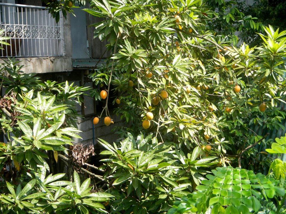 Pouteria campechiana in the Philippines Tiesa Pouteria campechiana Canistel Sapotaceae Tiesa Pouteria campechiana (Kunth) Baehni Egg Fruit Lucuma in Poblacion, Baliuag, Bulacan Timeline of the 2020 co