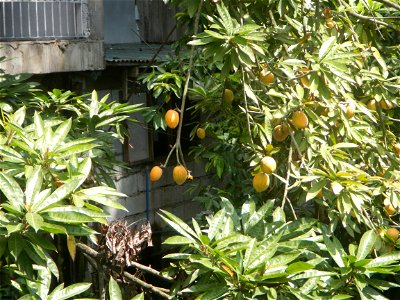 Pouteria campechiana in the Philippines Tiesa Pouteria campechiana Canistel Sapotaceae Tiesa Pouteria campechiana (Kunth) Baehni Egg Fruit Lucuma in Poblacion, Baliuag, Bulacan Timeline of the 2020 co