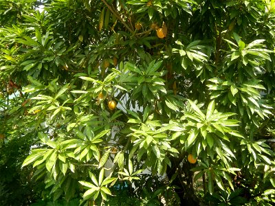 Pouteria campechiana in the Philippines Tiesa Pouteria campechiana Canistel Sapotaceae Tiesa Pouteria campechiana (Kunth) Baehni Egg Fruit Lucuma in Poblacion, Baliuag, Bulacan Timeline of the 2020 co