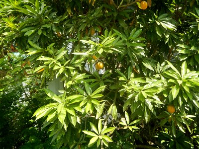 Pouteria campechiana in the Philippines Tiesa Pouteria campechiana Canistel Sapotaceae Tiesa Pouteria campechiana (Kunth) Baehni Egg Fruit Lucuma in Poblacion, Baliuag, Bulacan Timeline of the 2020 co