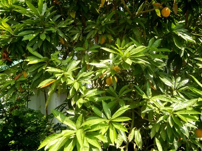 Pouteria campechiana in the Philippines Tiesa Pouteria campechiana Canistel Sapotaceae Tiesa Pouteria campechiana (Kunth) Baehni Egg Fruit Lucuma in Poblacion, Baliuag, Bulacan Timeline of the 2020 co