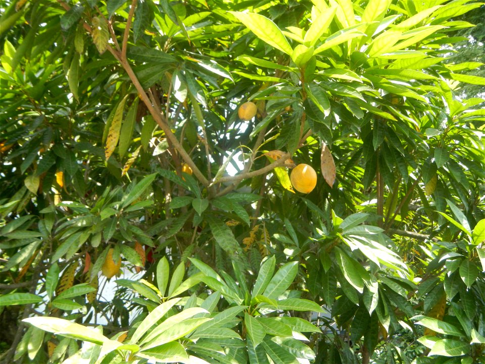 Pouteria campechiana in the Philippines Tiesa Pouteria campechiana Canistel Sapotaceae Tiesa Pouteria campechiana (Kunth) Baehni Egg Fruit Lucuma in Poblacion, Baliuag, Bulacan Timeline of the 2020 co