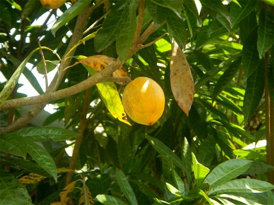 Pouteria campechiana in the Philippines Tiesa Pouteria campechiana Canistel Sapotaceae Tiesa Pouteria campechiana (Kunth) Baehni Egg Fruit Lucuma in Poblacion, Baliuag, Bulacan Timeline of the 2020 co