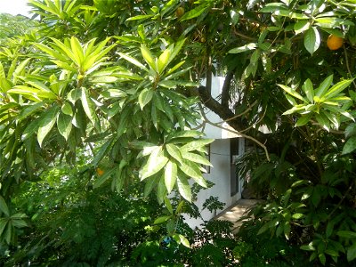 Pouteria campechiana in the Philippines Tiesa Pouteria campechiana Canistel Sapotaceae Tiesa Pouteria campechiana (Kunth) Baehni Egg Fruit Lucuma in Poblacion, Baliuag, Bulacan Timeline of the 2020 co