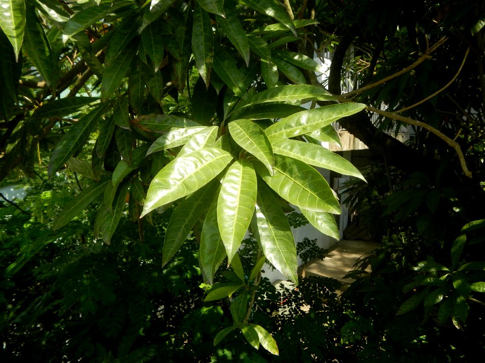 Pouteria campechiana in the Philippines Tiesa Pouteria campechiana Canistel Sapotaceae Tiesa Pouteria campechiana (Kunth) Baehni Egg Fruit Lucuma in Poblacion, Baliuag, Bulacan Timeline of the 2020 co