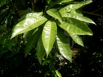 Pouteria campechiana in the Philippines Tiesa Pouteria campechiana Canistel Sapotaceae Tiesa Pouteria campechiana (Kunth) Baehni Egg Fruit Lucuma in Poblacion, Baliuag, Bulacan Timeline of the 2020 co