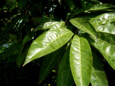 Pouteria campechiana in the Philippines Tiesa Pouteria campechiana Canistel Sapotaceae Tiesa Pouteria campechiana (Kunth) Baehni Egg Fruit Lucuma in Poblacion, Baliuag, Bulacan Timeline of the 2020 co