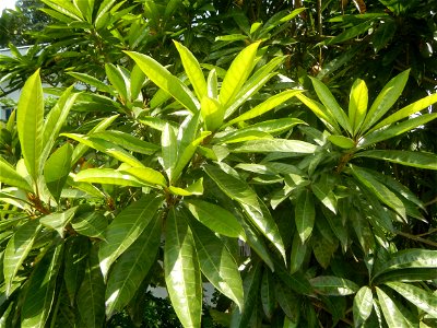 Pouteria campechiana in the Philippines Tiesa Pouteria campechiana Canistel Sapotaceae Tiesa Pouteria campechiana (Kunth) Baehni Egg Fruit Lucuma in Poblacion, Baliuag, Bulacan Timeline of the 2020 co